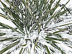 snow yucca
