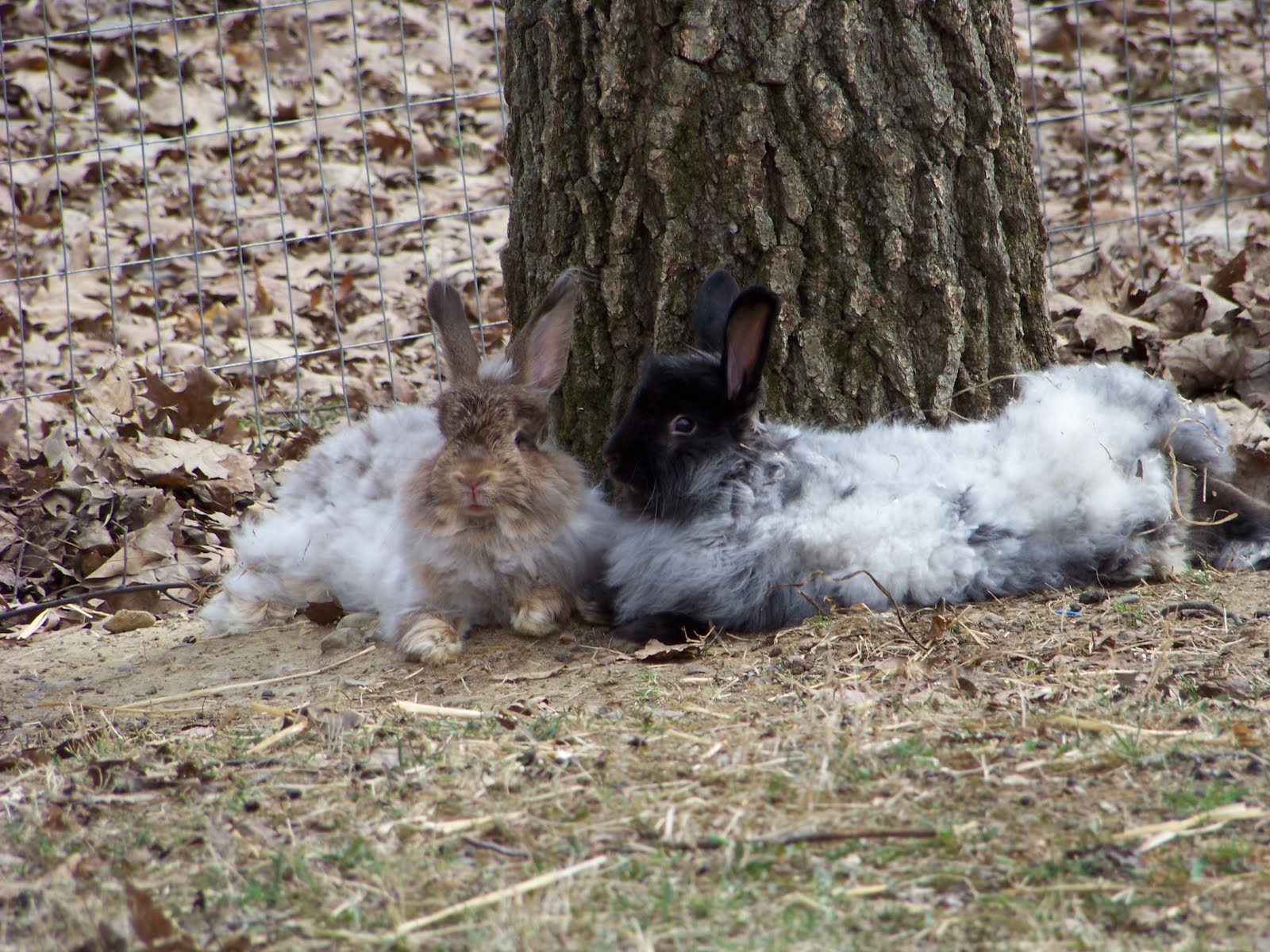 Farm Rabbit