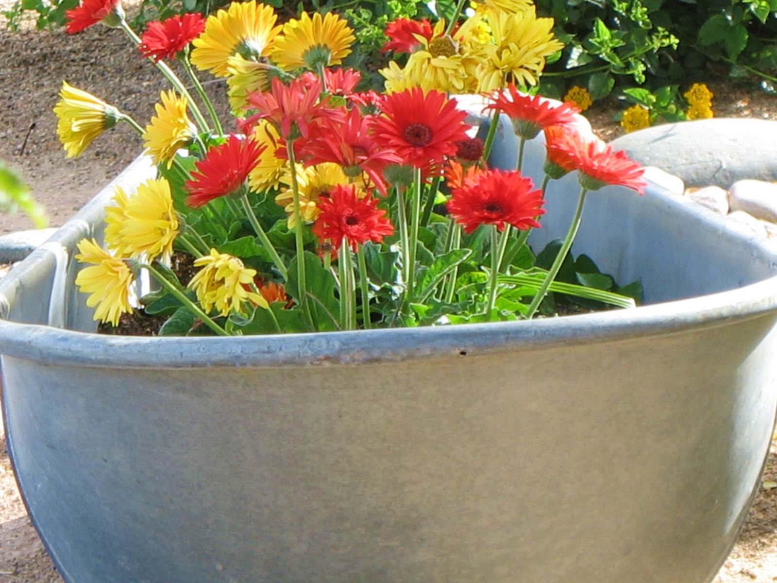 [close+up+daisy.JPG]