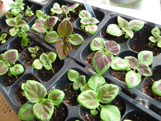 mrmartha the great coleus experiment starting coleus mrmartha the great coleus experiment starting coleus