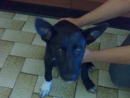 [Cachorra+1.bmp]