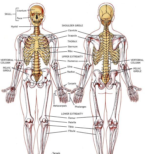 KS3 Biology: KS3 Biology Part 2: Skeletal System