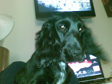 mi dog is a cocker spainiel