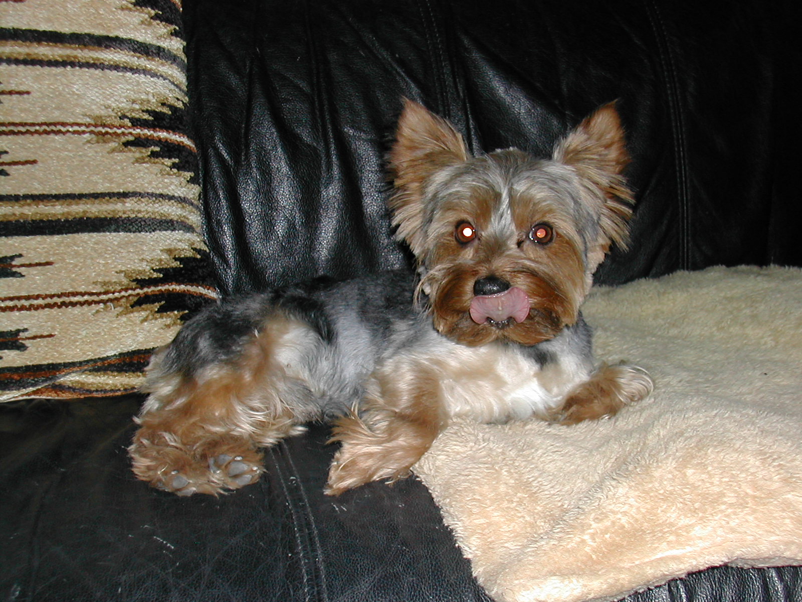 Hawgwash Ideas & Thoughts One Sick Little Yorkie and StemPet