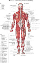 sistema muscular posterior