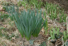 3/14/09 Daffodils & Iris'