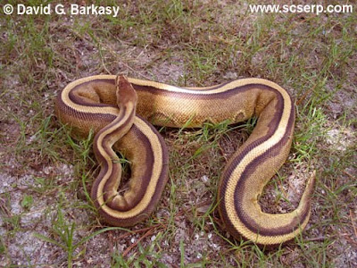 Striped Ball Python - Endangered Animals - Extinct Animals