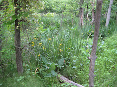 Theodore Roosevelt Island