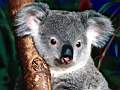 [TN_koala.JPG]