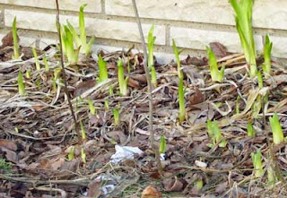Iris sprouting up along the west side of the house.