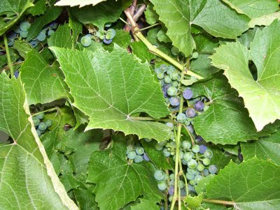 Concord grapes are just turning purple.