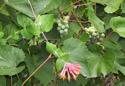 This year the grapes grew to mingle with the honeysuckle vines.