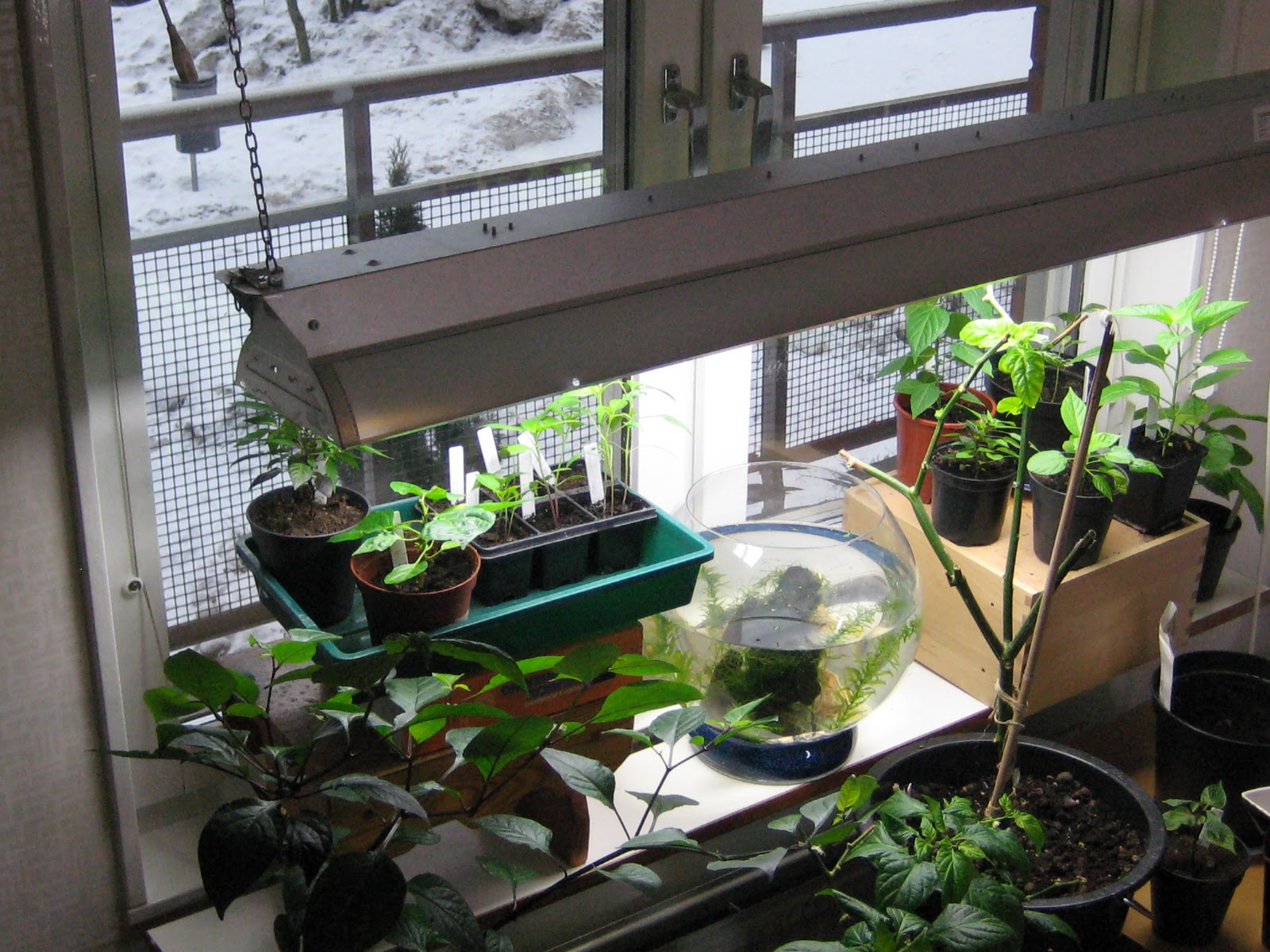 C H I L I B L O G The Mini Apartment Garden New Friends