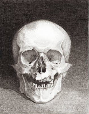 human skull drawing. skull: human | 10x8 inch