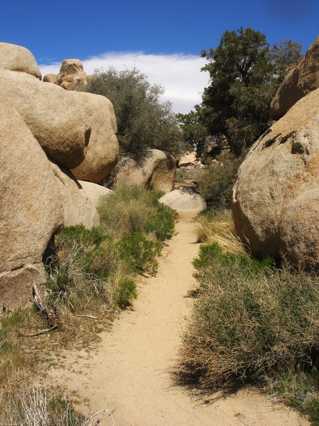 The Four Seasons Hidden Valley Picnic area Joshua Tree National Park