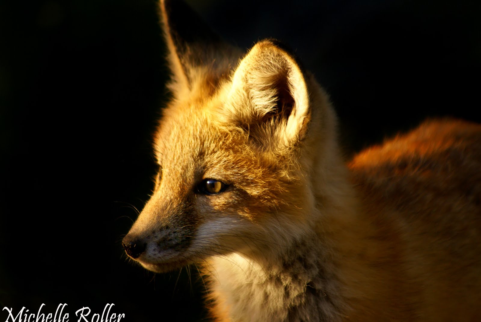 Mod Fox: November 2010 Mod Fox: November 2010