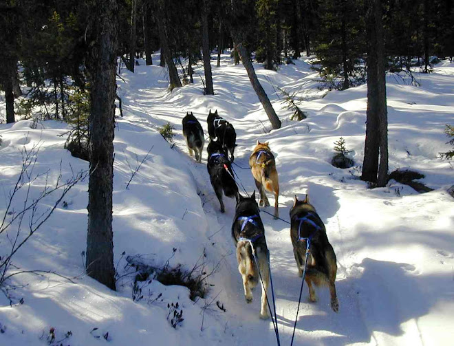 Spring time dog run