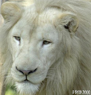 White+Lion+-+Cincinnati+Zoo+-+Donald+Byrd.jpg