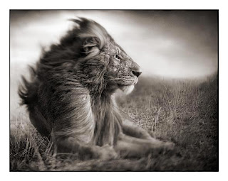 lion-before-storm-ii.jpg