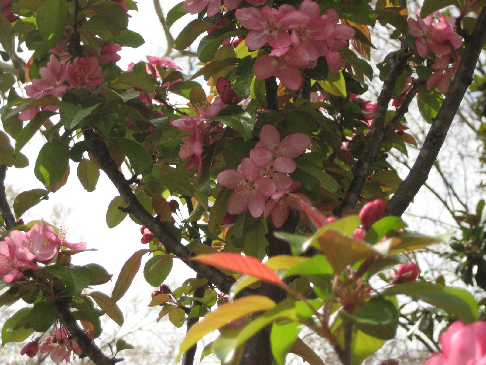 [Crabapple+3+18+07.JPG]