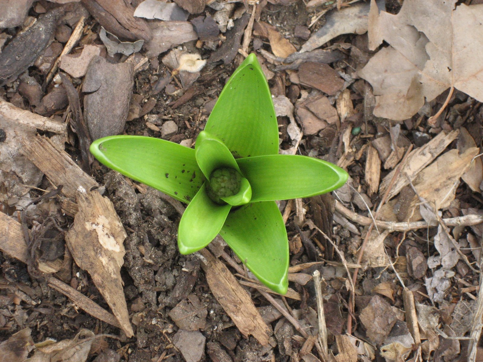 [Hyacinth+3+18+07.JPG]