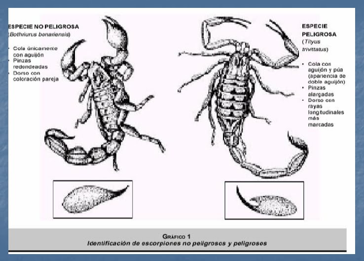 Información sobre alacranes