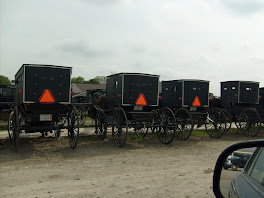 Lined Up At The Livestock Auction