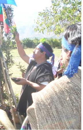 LONKO MAPUCHE PEWENCHE