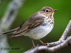 Swainson's Thrush Roland Jordahl