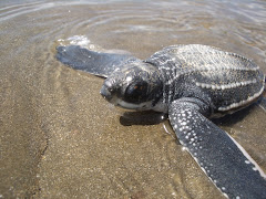 Baby turtle