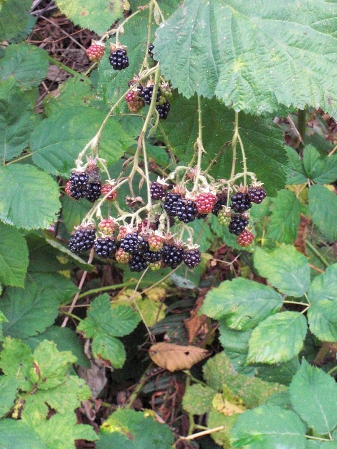 Seattle Skyline Musings Of A Painter