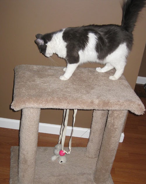 How To Get My Cat To Use His Scratching Post How To Get My Cat To Use His Scratching Post