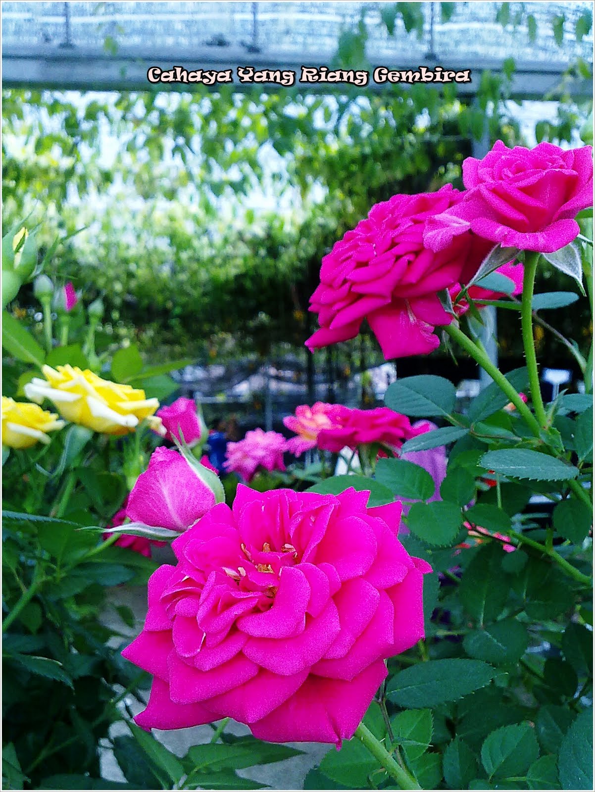 Riddles by Page - Riddlescom