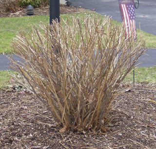 Skillin S Garden Log April 2010