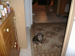 RIP - My Brother Gizmo