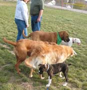 photo of Sophie with three other big dogs at a dog park