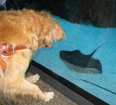 Sophie stares intently at the stingrays in the aquarium