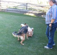 photo of Ginny watching her German Shepherd Addie rough and tumble with Sophie