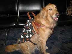 photo of Sophie sitting at the airport with a halloween bandana tied to her harness