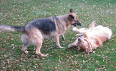 photo of Sophie and Addie playing
