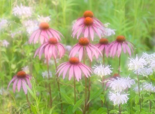 [echinacea-2.jpg]