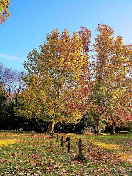 otoño