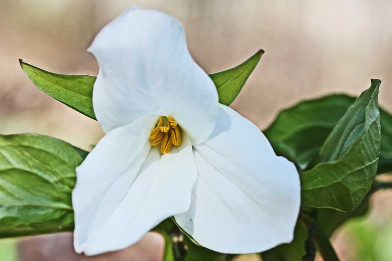 If you love flowers -- and who If you love flowers -- and who