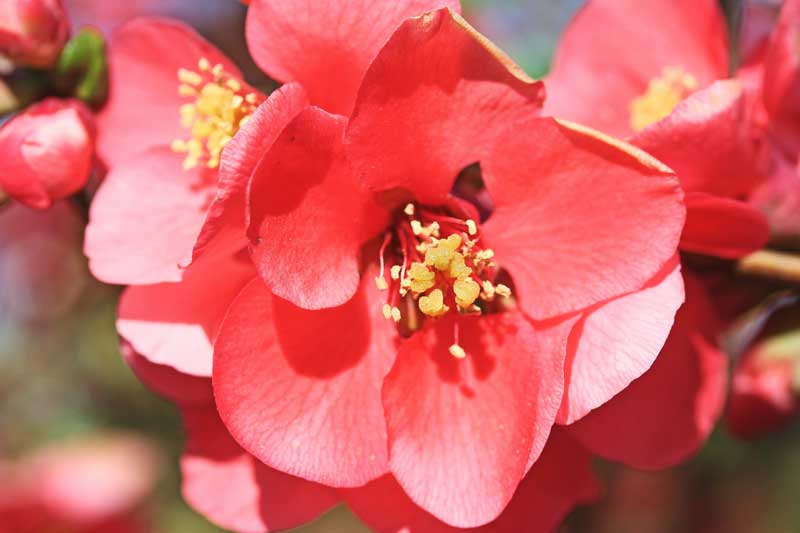 Flowering Quince Natural Garden Flowering Quince Cottage Garden