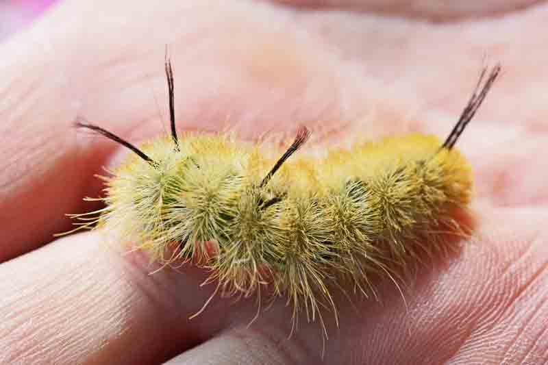 American+Dagger+Moth+Cocoon American Dagger Moth Cocoon http://eastgwillimburywow.blogspot.com ...