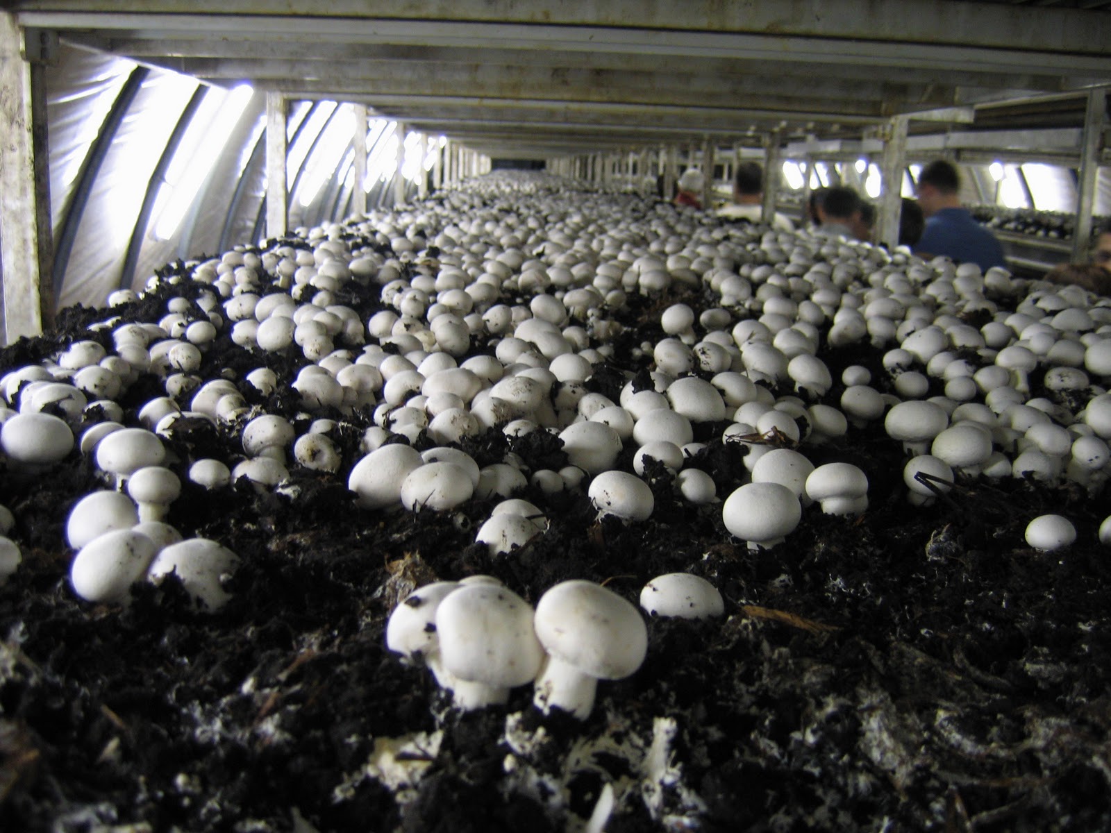 Mushroom_Farm.JPG