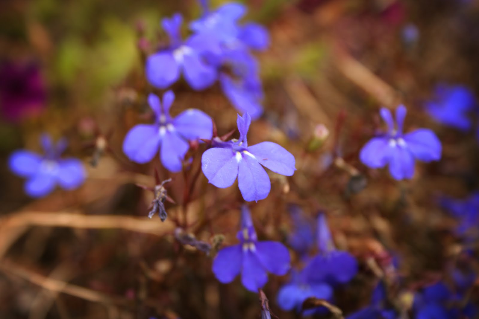 Tales From A Woman Who Doesn't Know Everything...: Things That Are Blue....