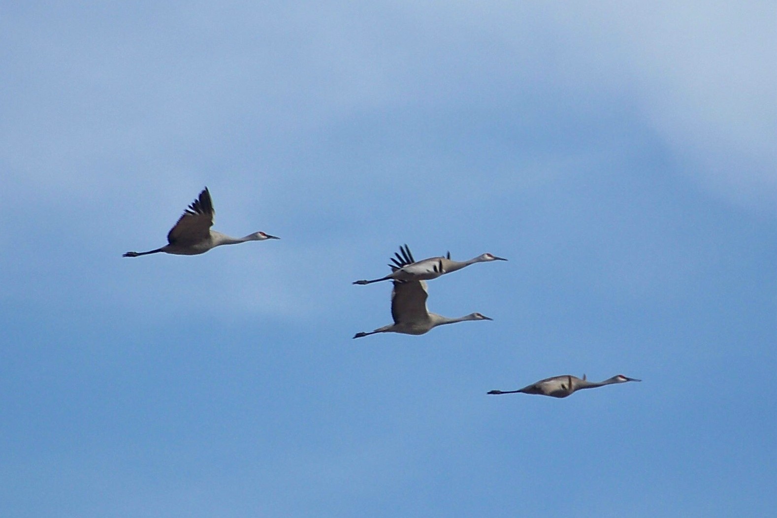 Crane Bird Flying