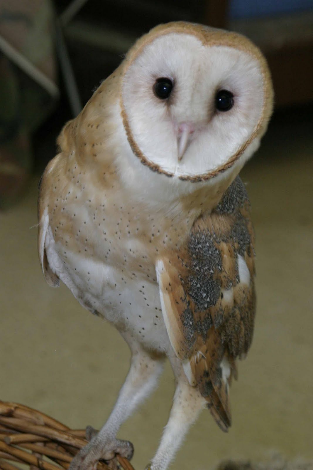 World Bird Sanctuary The Rookie Files Riley