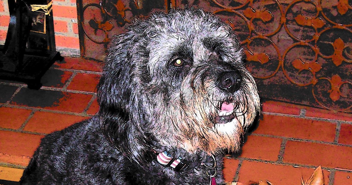 Happy Paws Dog And Cat Rescue Flemington Nj Happy Paws Dog And Cat Rescue Flemington Nj